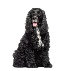 Black english cocker spaniel with long black fur sitting on white background