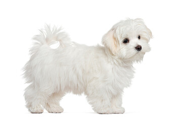 Side view of a maltese dog standing and looking away, isolated on white