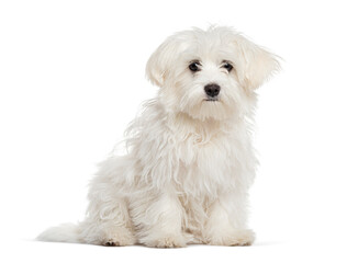 maltese sitting and looking away, isolated on white