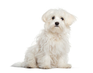 Maltese dog sitting and looking curious with its fluffy white fur