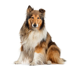 Rough collie dog sitting and looking at camera