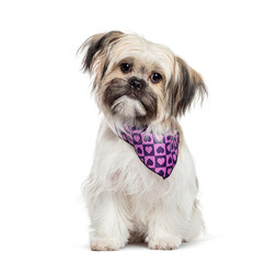 Fluffy Shih Tzu dog with a purple bandana decorated with hearts is posing, sitting