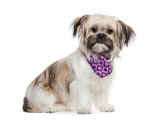 Fluffy Shih Tzu dog with a purple bandana decorated with hearts is posing, sitting