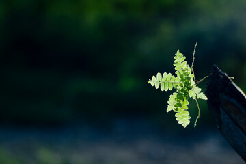 Leaves on a branch