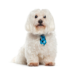 Maltese sitting and wearing a blue tie, looking sweet and innocent on white background