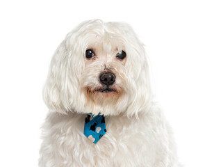 Maltese with blue tie looking forward on white background