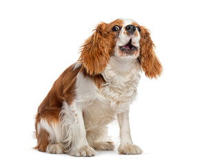 Cavalier king charles spaniel sitting on the floor and barking isolated on a white