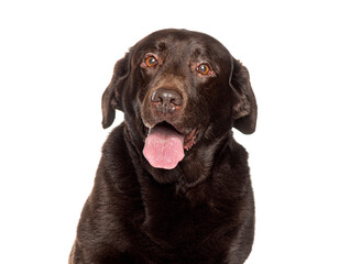 Chocolate labrador retriever panting with tongue out on white background