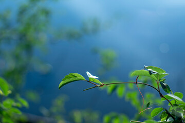 Green leaves of the sky