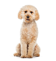 apricot Maltipoo, is a cross between a poodle and a Maltese, sitting, isolated on white