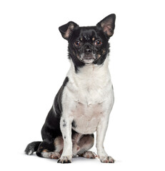 Chihuahua sitting and looking at camera on white background