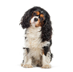 Cavalier King Charles Spaniel looking at the camera head tilted, isolated on whtie