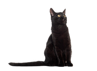 Black european shorthair cat, yellow eyed, looking up, sitting, isolated on white