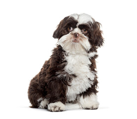 Adorable shih tzu puppy sitting and looking up on white background