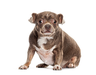 Cute crossbreed dog with a chihuahua dog sitting on the floor and looking curious at the camera