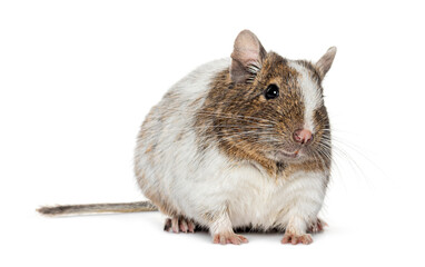 Common degu, Octodon degus, looking at the camera on a white background