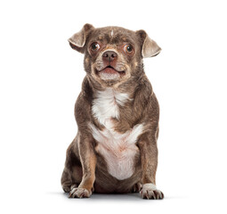 Brown and white short haired crossbreed dog with a chihuahua sitting looking up with happy expression, isolated on white