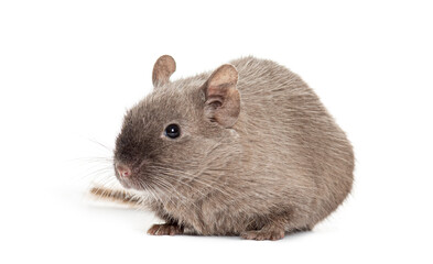 Brown Common degu, Octodon degus, isolated on white