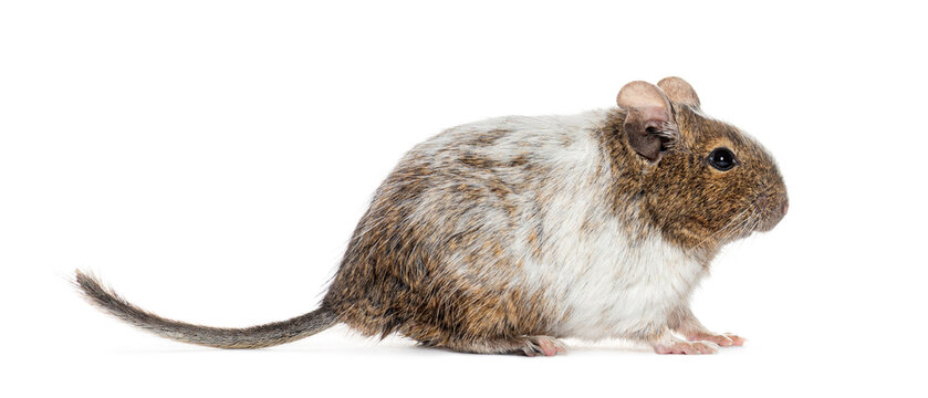 Side view of a Common degu with brown, grey and white fur, Octodon degus, isolated on white
