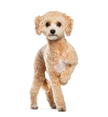 Ten-month-old  groomed Apricot toy poodle puppy standing and raising one paw, isolated on white