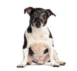 Black and white jack russell terrier sitting on white background