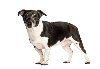 Old jack russell terrier standing and looking attentive