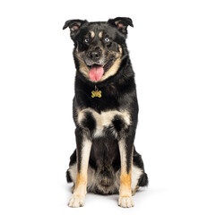 Happy dog sitting and panting on white background