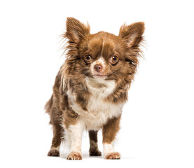 Long haired chihuahua standing on white background