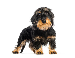 Wire haired dachshund standing and looking curious
