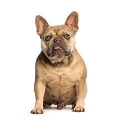 French bulldog sitting and panting on white background