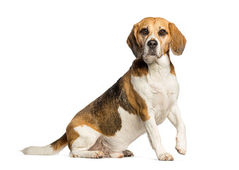 Beagle sitting and looking at the camera and raising a paw, isolated on white