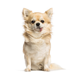 Chihuahua with Hanging Tongue Syndrome, isolated on white