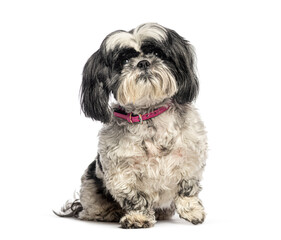 Shih tzu sitting and wearing a pink collar on white background