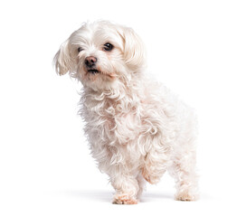 Small white dog standing and raising a paw on white background