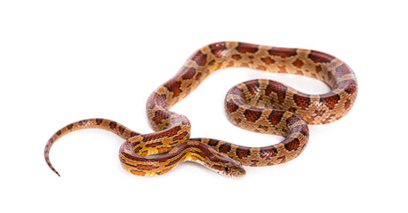 Brown Young Corn snake slithering on white background