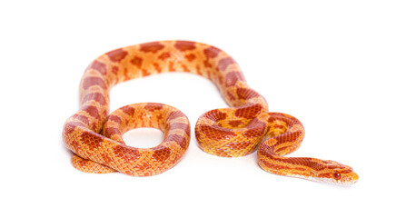 Orange Young Corn snake slithering on white background