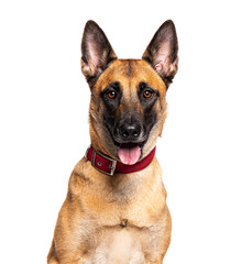 Belgian shepherd dog panting and wearing a red collar