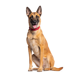 Belgian shepherd dog panting and sitting on white background