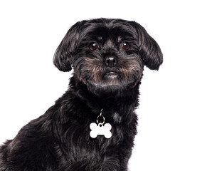 Adorable black dog posing with bone shaped tag on white background
