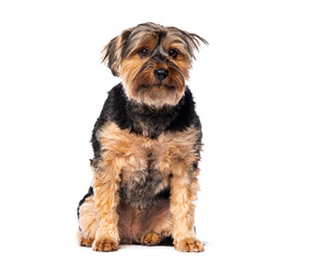 Yorkshire terrier sitting on white background