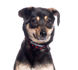 Adorable black and tan mixed breed puppy dog wearing a red collar is posing in a studio with a white background