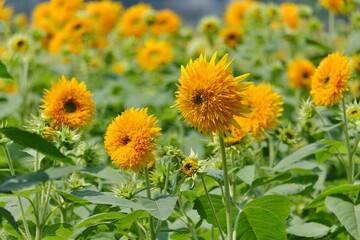 八重ひまわり、筑西市、茨城県　Double sunflowers, Chikusei City, Ibaraki Prefecture