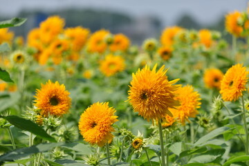 八重ひまわり、筑西市、茨城県　Double sunflowers, Chikusei City, Ibaraki Prefecture