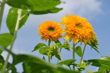 八重ひまわり、筑西市、茨城県　Double sunflowers, Chikusei City, Ibaraki Prefecture