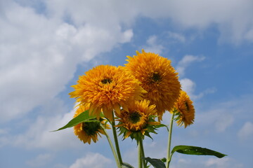 八重ひまわり、筑西市、茨城県　Double sunflowers, Chikusei City, Ibaraki Prefecture
