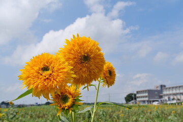 八重ひまわり、筑西市、茨城県　Double sunflowers, Chikusei City, Ibaraki Prefecture
