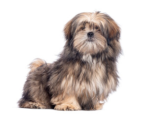 Lhassa Apso with fluffy brown and white fur sitting and looking curious, isolated on white