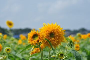 八重ひまわり、筑西市、茨城県　Double sunflowers, Chikusei City, Ibaraki Prefecture