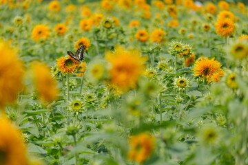 八重ひまわり、筑西市、茨城県　Double sunflowers, Chikusei City, Ibaraki Prefecture