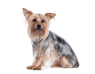 Side view of a Yorkshire terrier sitting on the floor and looking away from the camera